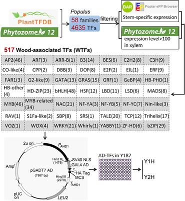 A High-Throughput Screening System for Populus Wood-Associated Transcription Factors and Its Application to Lignin Regulation